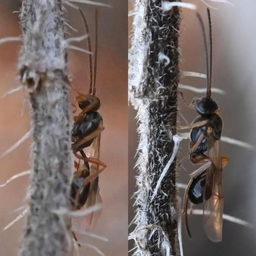 Réf. 337 334 : Tersilochinae inconnu